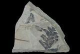 Fossil Fern (Neuropteris & Macroneuropteris) Plate - Kentucky #142406-1